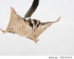 メインモモンガ